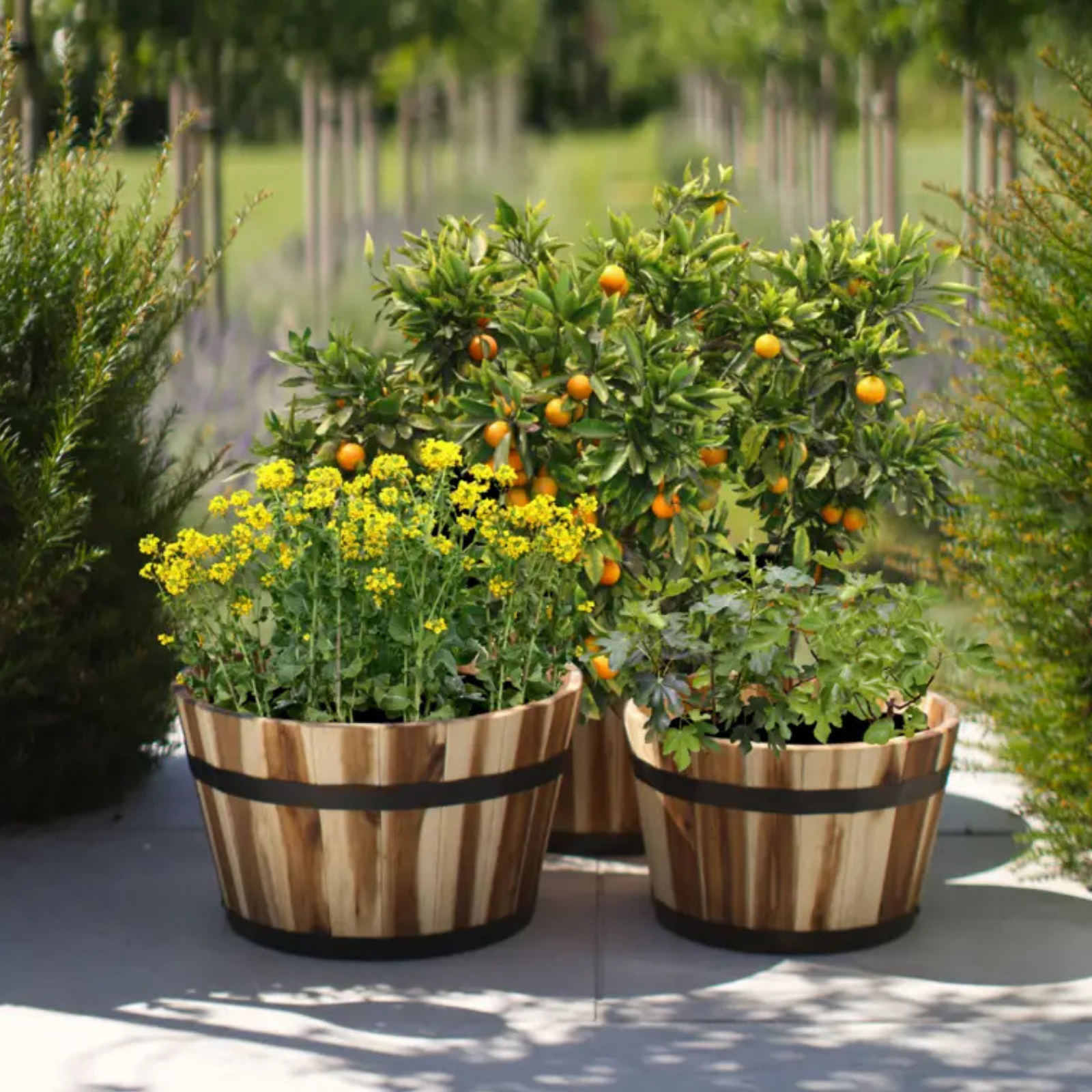 Plant Pots & Planters