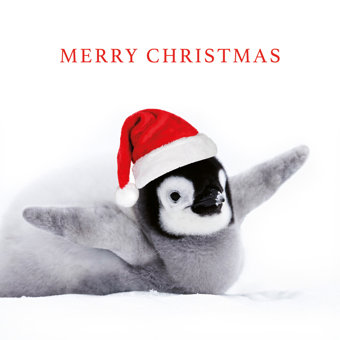 Baby Penguin Sliding on the Snow – Charity Christmas Cards (Pack of 10) Baby Penguin Sliding on the Snow – Charity Christmas Cards (Pack of 10)