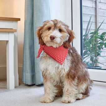 Zoon Polka Dog Bandana S/M Zoon Polka Dog Bandana S/M